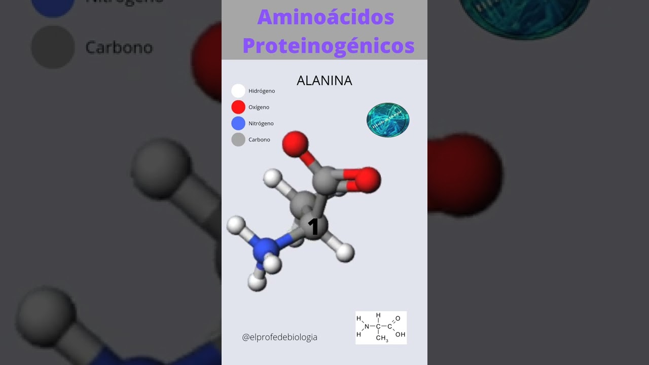 la alanina es el aminoácido más sencillo