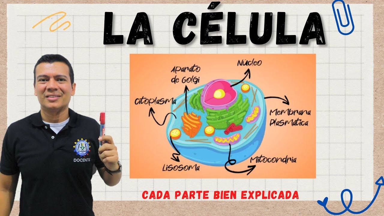 la capa que rodea la célula se llama