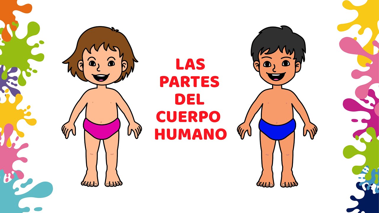 lamina del cuerpo humano sin nombres