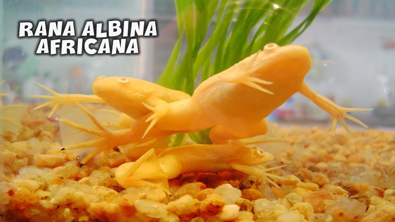 las ranas albinas pueden estar fuera del agua