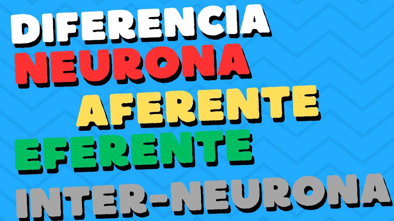 neurona aferente interneurona y neurona eferente