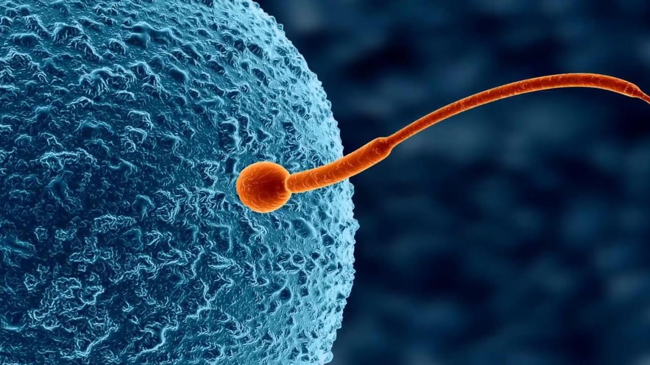 nombres de celulas del cuerpo humano
