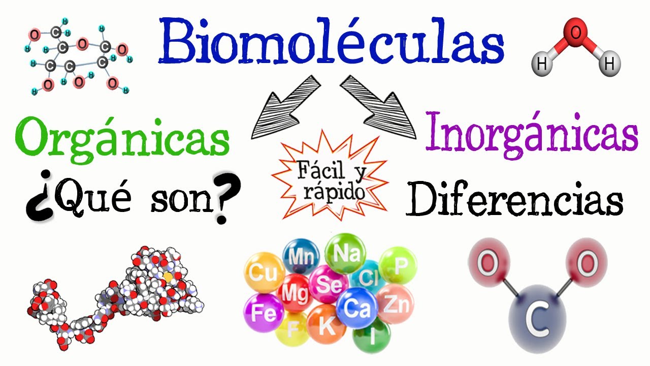 organismo capaz de sintetizar moleculas organicas a partir de materia organica