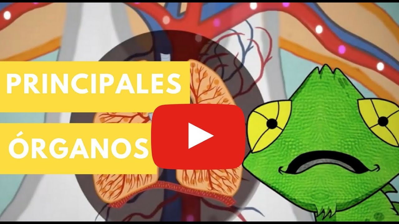 órganos del cuerpo humano para niños