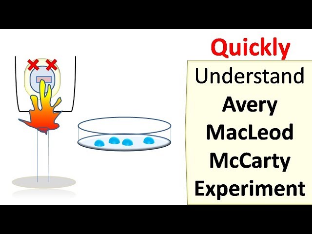 oswald avery colin macleod y maclyn mccarty