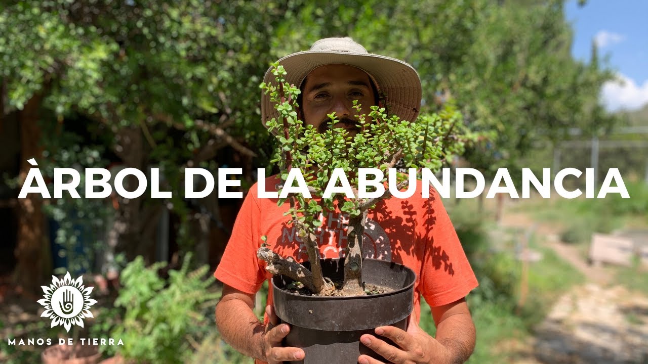 para que sirve la planta de la abundancia