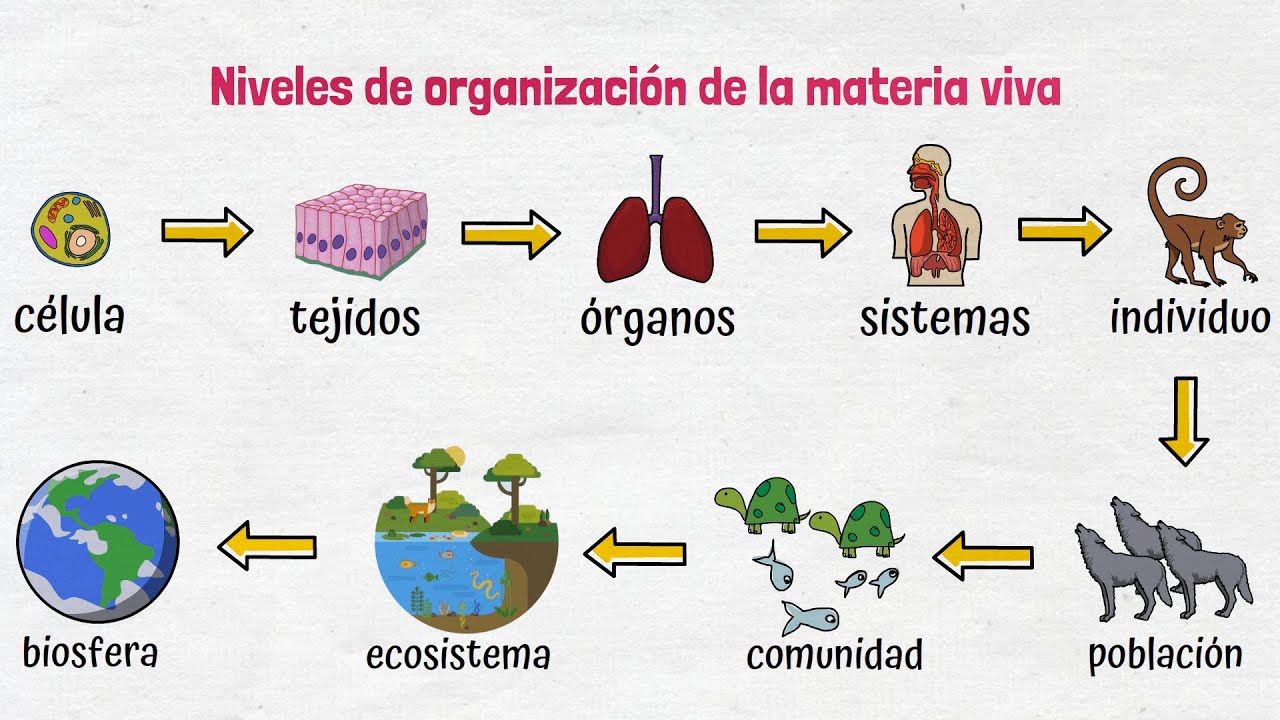 para qué sirven los niveles de organización de la materia viva
