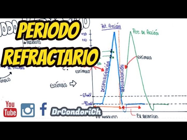 periodo refractario potencial de accion