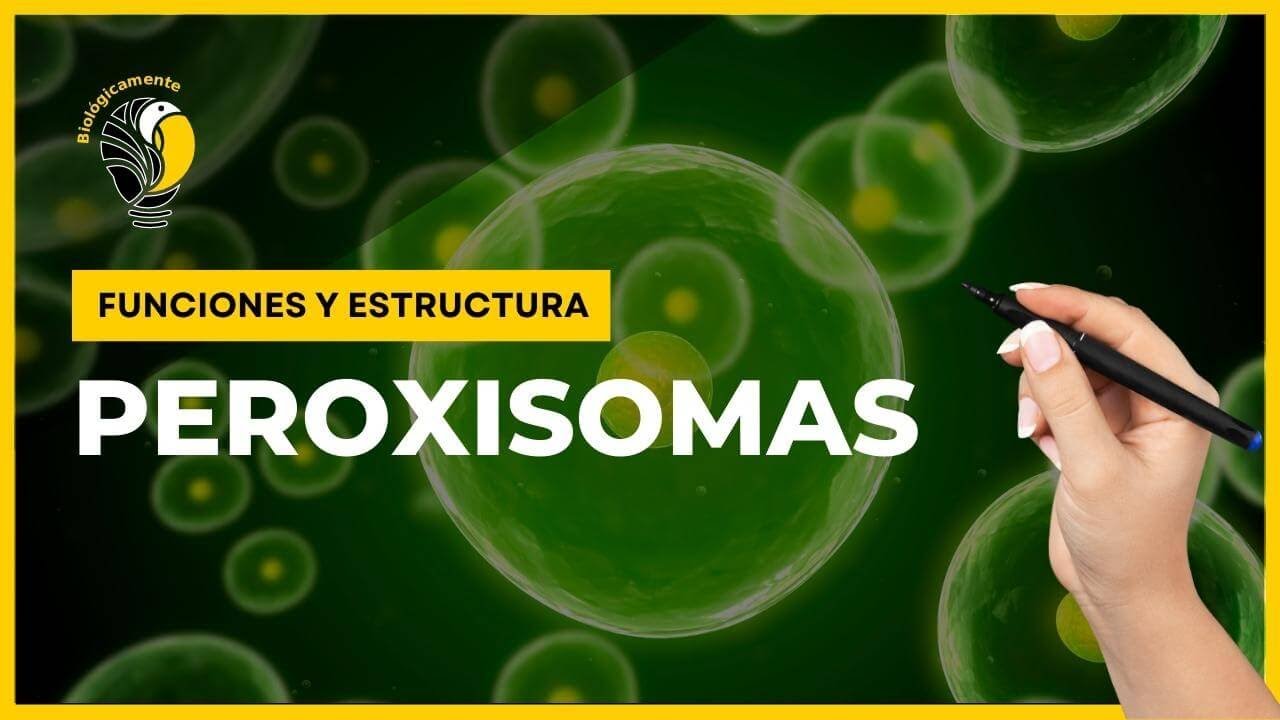 peroxisomas celula animal o vegetal