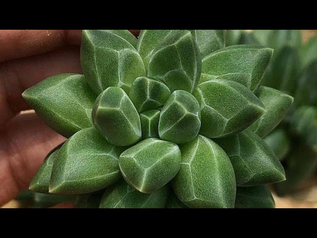 planta que cambia de color con el sol
