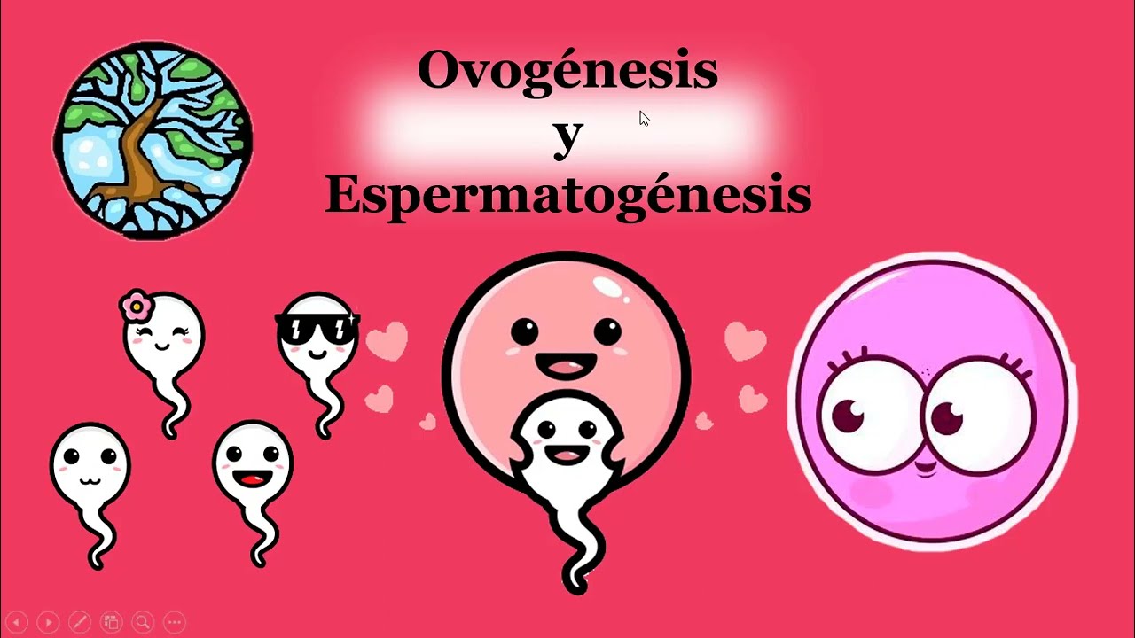 proceso de la meiosis en sus variantes gametogenesis y espermatogenesis