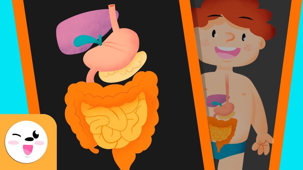 proceso digestivo paso a paso para niños