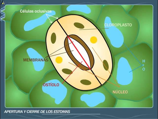 que absorben las plantas por los estomas