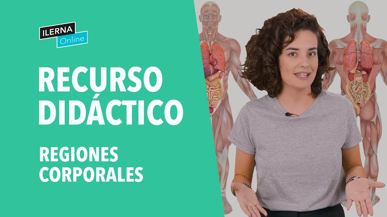 región del cuerpo de la que salen las extremidades