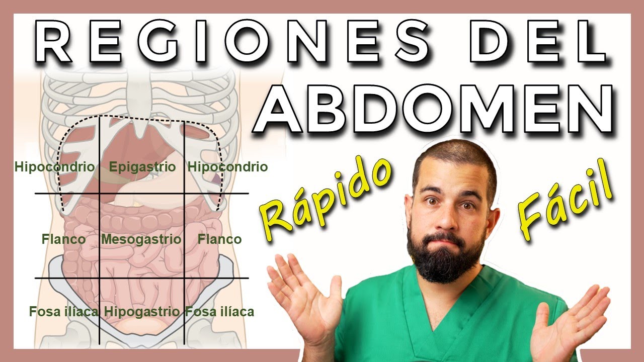regiones en las que se divide el cuerpo humano