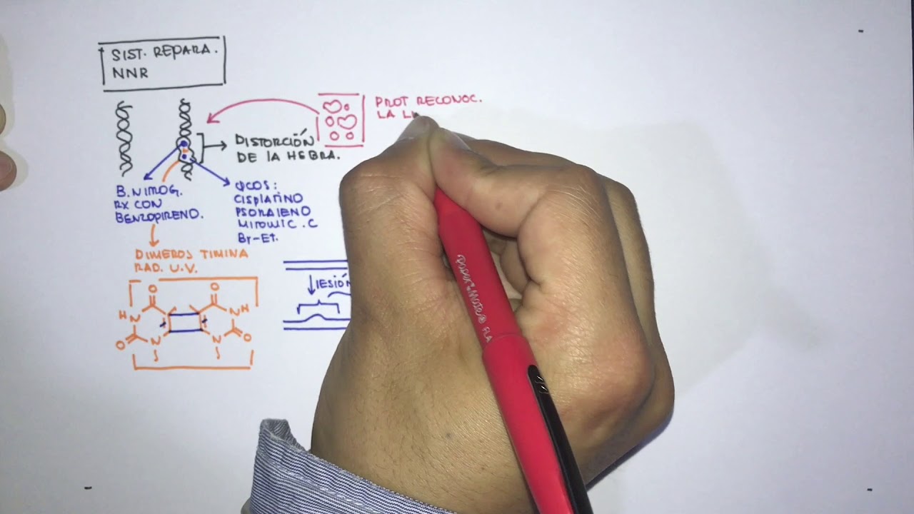 reparacion por escision de nucleotidos