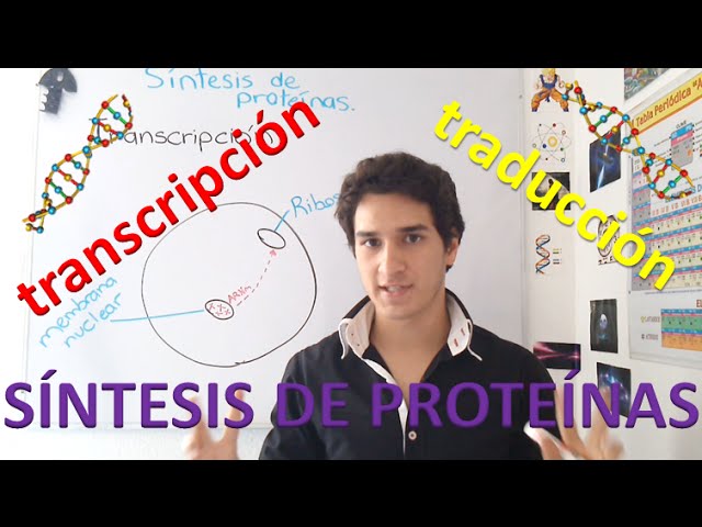 síntesis y degradación de proteínas