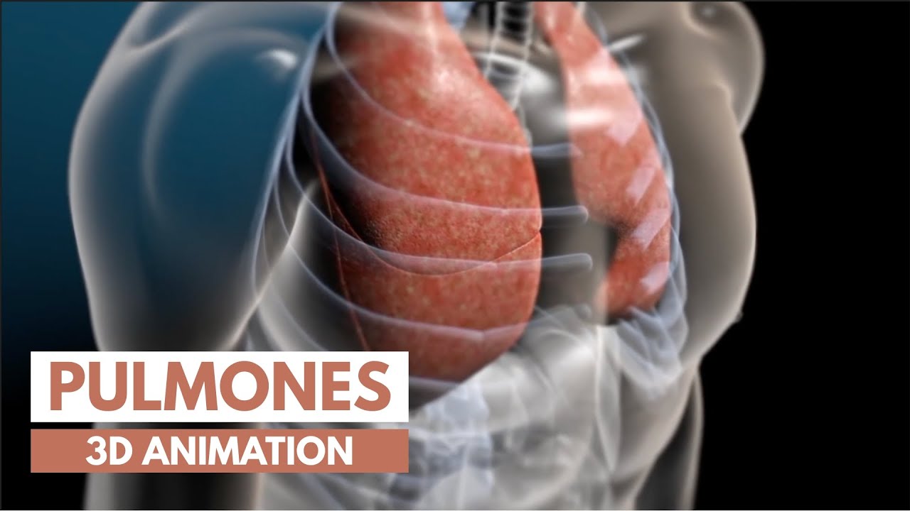 sistema respiratorio 3d cuerpo completo