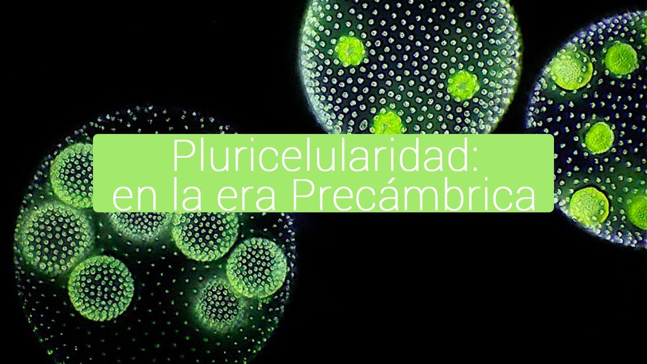 teoria del origen de la pluricelularidad