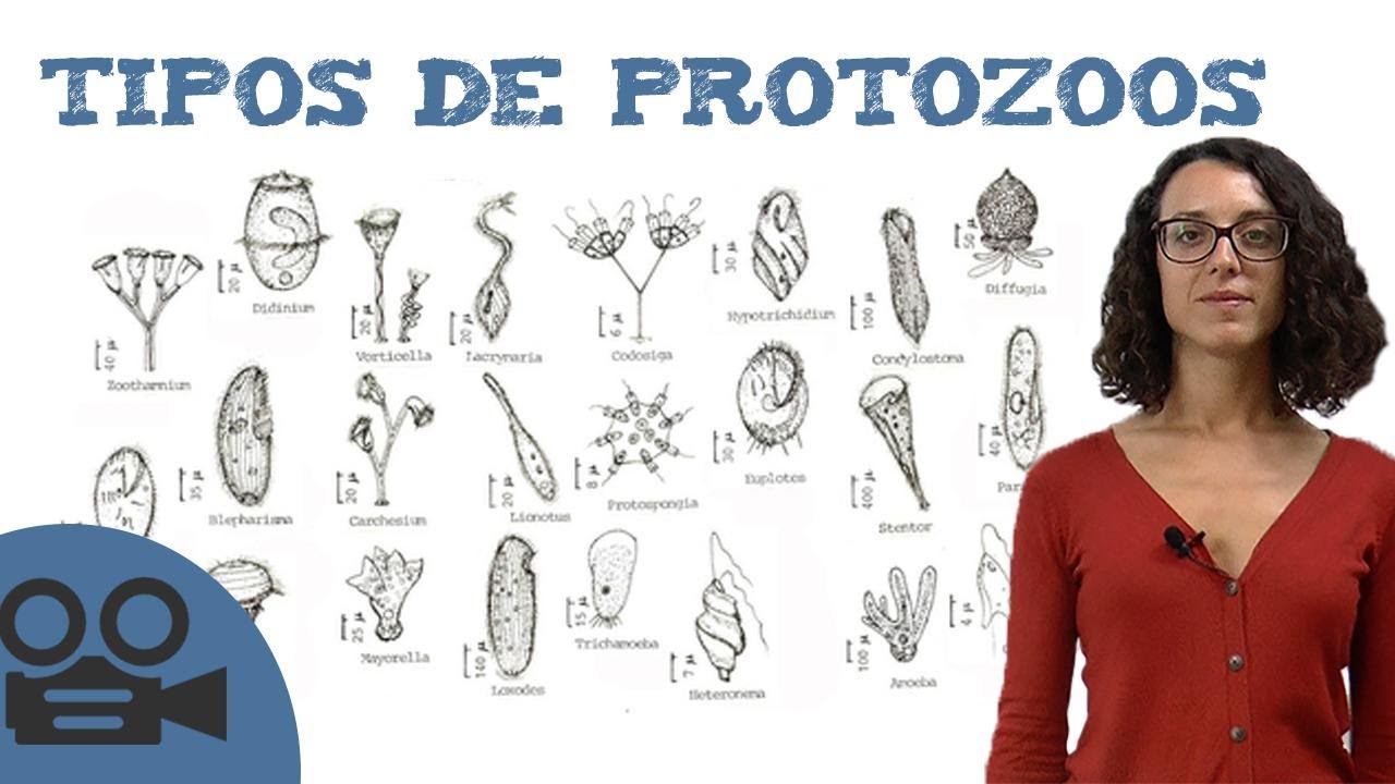 tipo de celula de los protozoarios