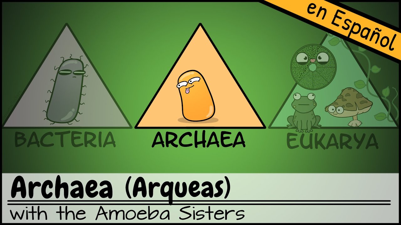 tipo de célula representada por bacterias y arqueas.