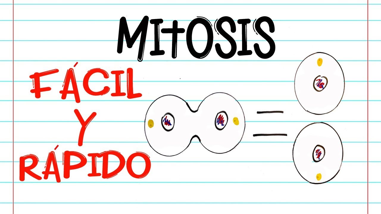 tipo de células que se reproducen por medio de mitosis