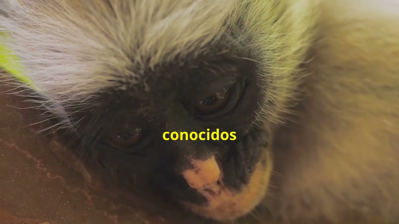animales que guardan comida en los cachetes