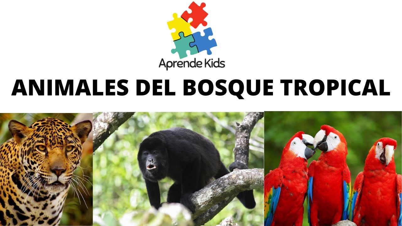 animales que viven en bosques tropicales