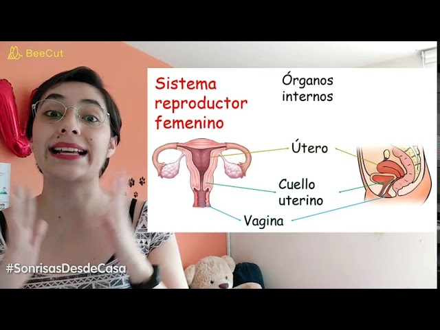 aparato reproductor femenino con nombres de lado