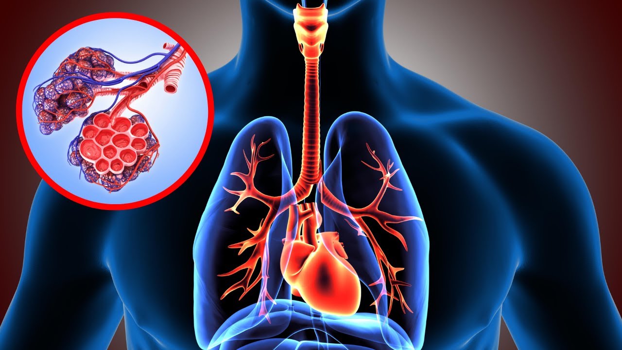 aparato respiratorio y sus funciones de cada organo