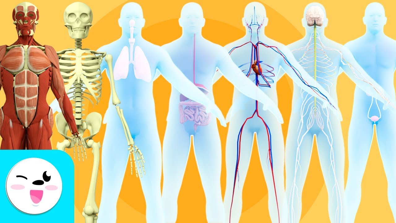 aparatos y sistemas del cuerpo humano para niños