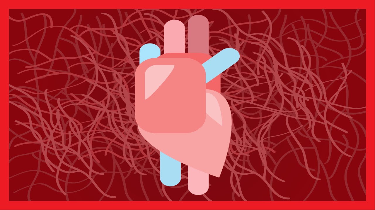 bombeo del corazon en dos fases en un segundo