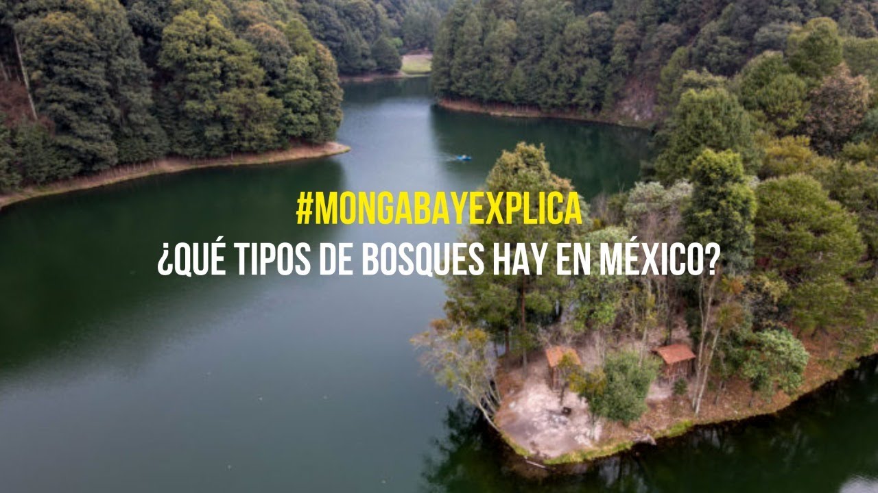 bosques tropicales en mexico ubicacion