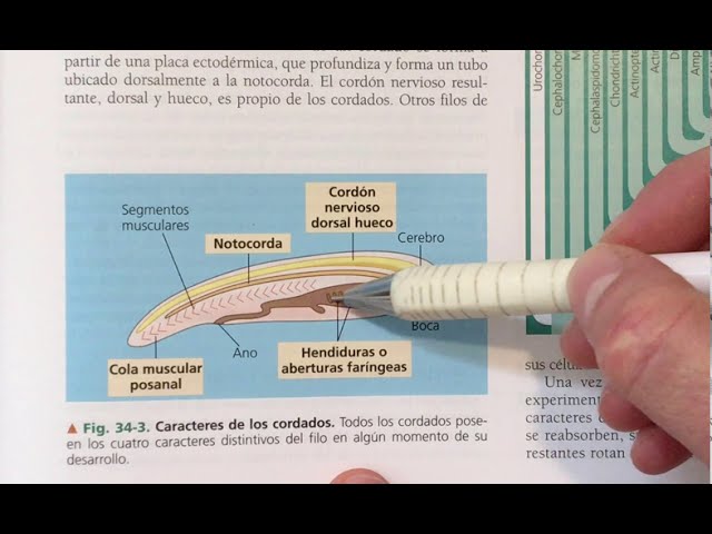 caracteristicas del phylum chordata