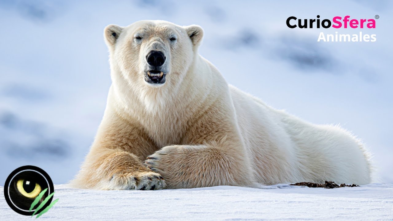 características físicas del oso polar