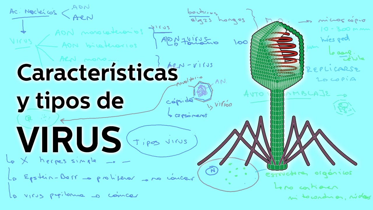 características generales de los virus
