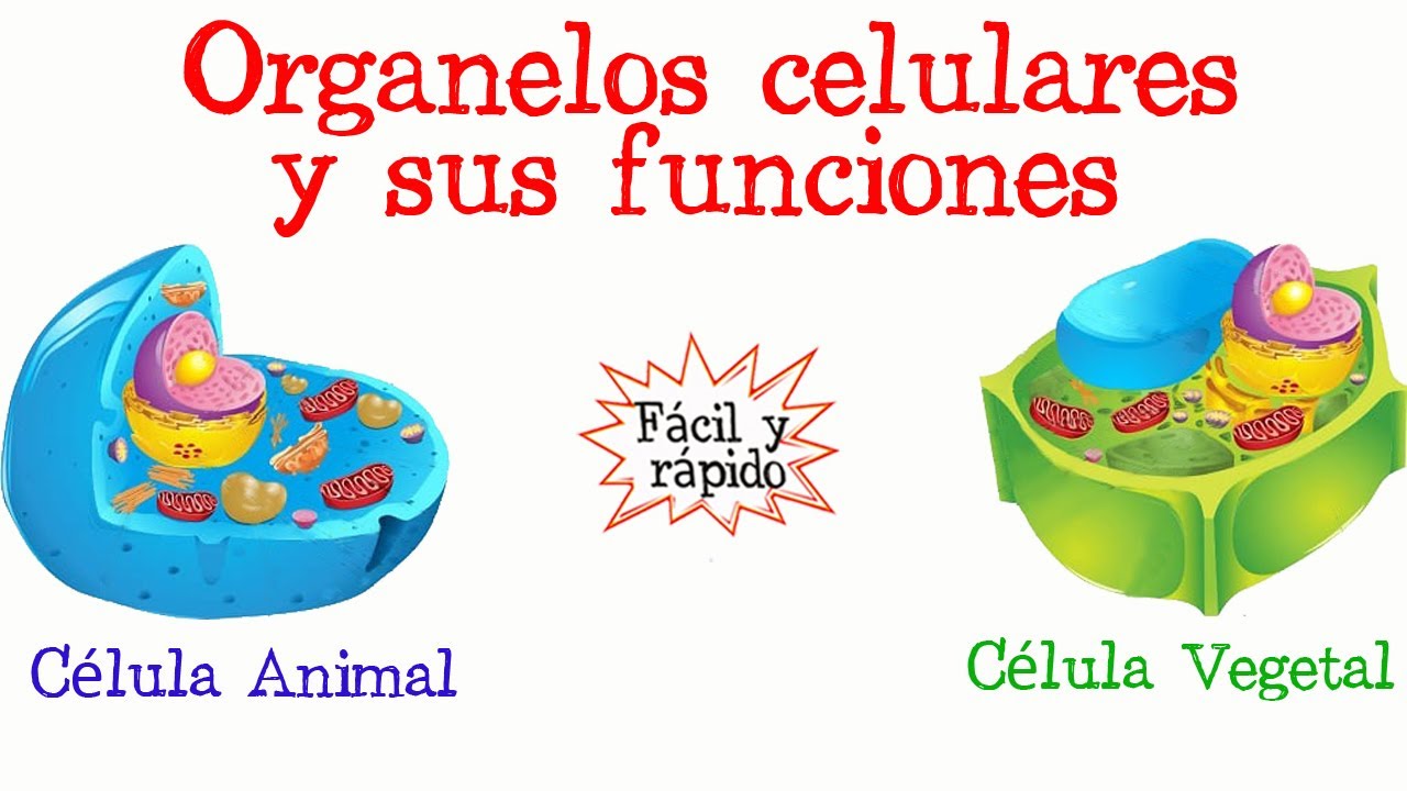 celulas que poseen nucleoide pero carecen de muchos organelos