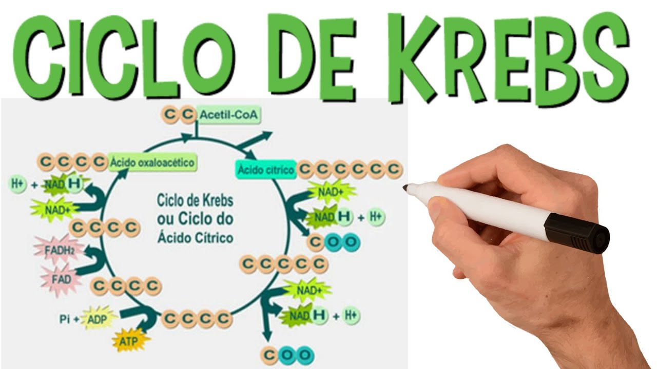 ciclo del acido citrico o de krebs