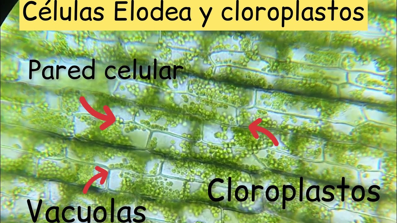 cloroplastos microscopio electronico