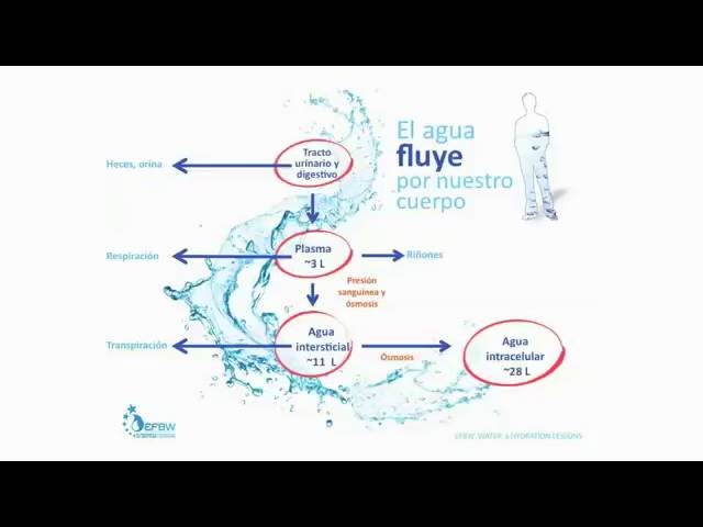 como se distribuye el agua en el cuerpo humano