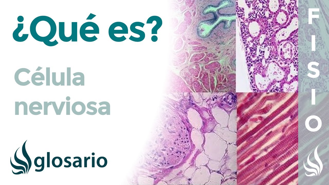 cómo se llaman las células nerviosas