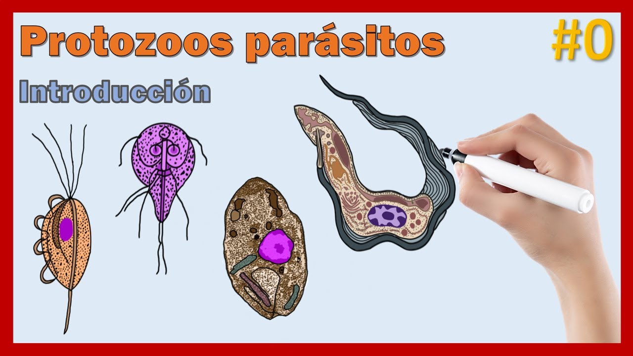 como se reproducen los protozoarios