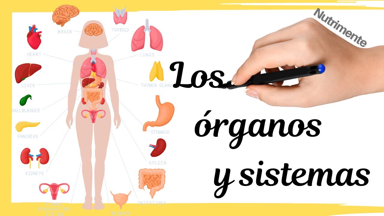 conjunto de órganos que desempeñan una función común