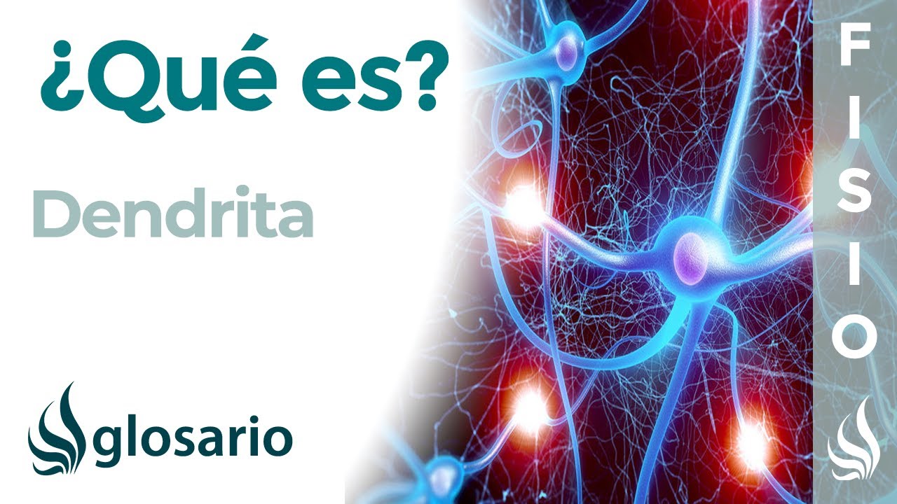 cual es la funcion de las dendritas
