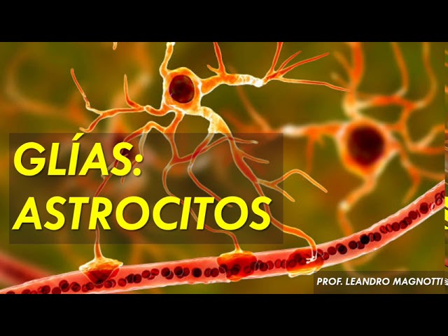 cual es la funcion de los astrocitos