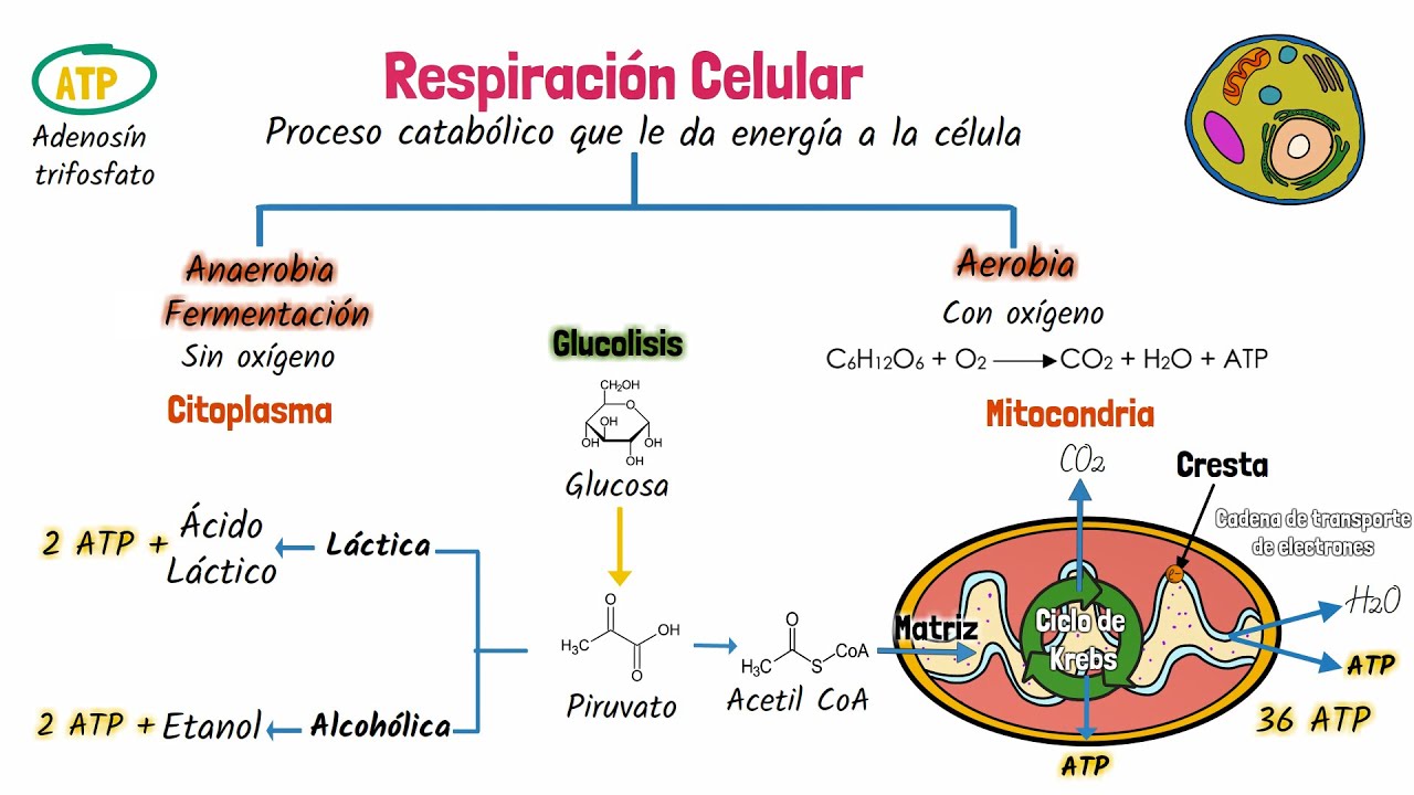 cuáles son los productos finales de la respiración celular
