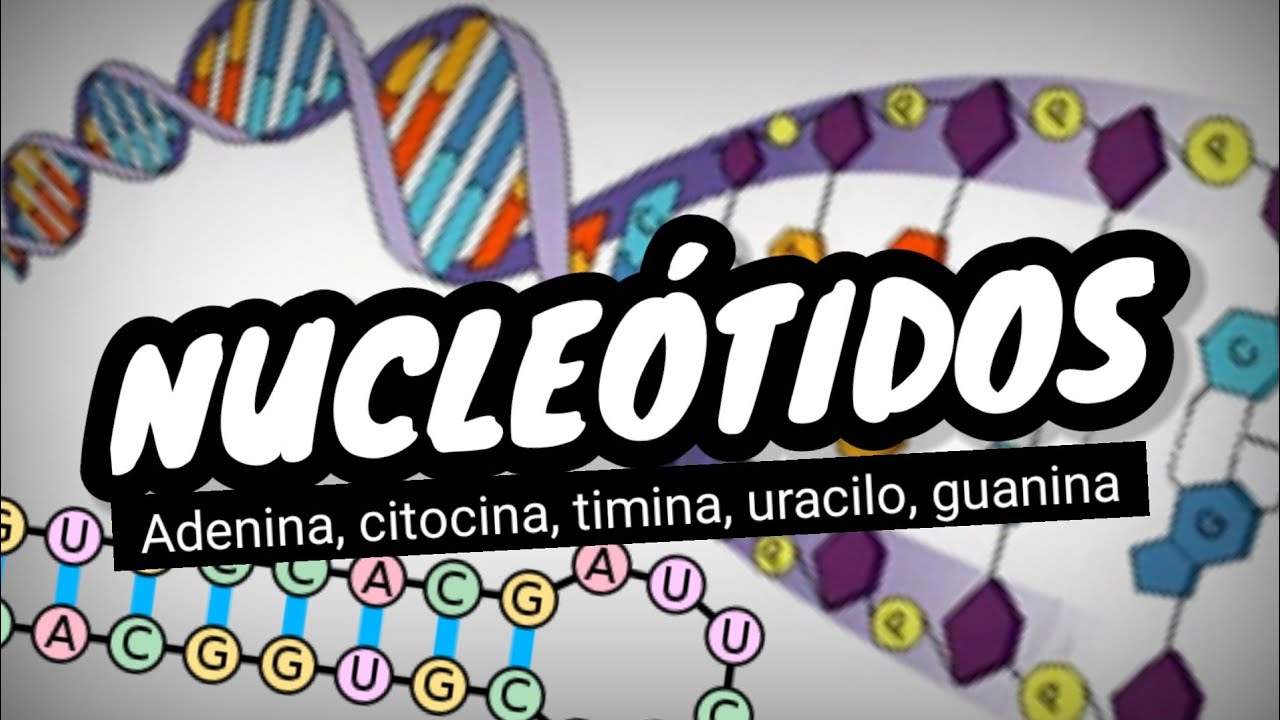 cuales son los tres componentes de un nucleotido