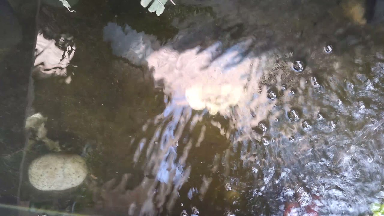cuanto duran los peces sin oxígeno
