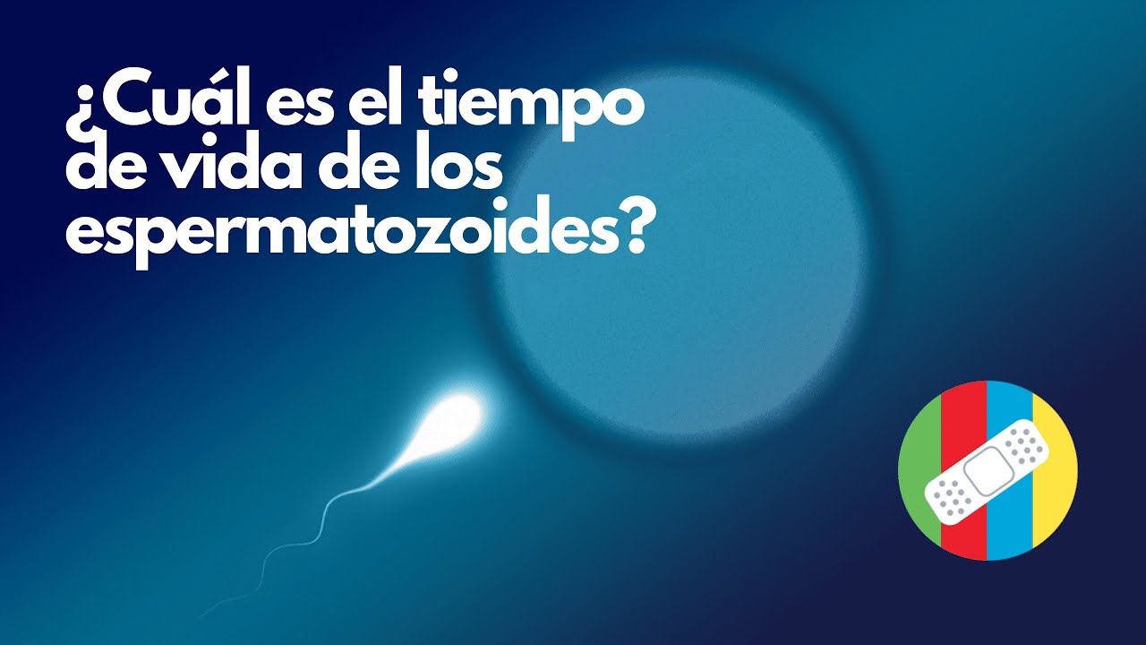 cuánto tiempo duran los espermatozoides vivos fuera del cuerpo