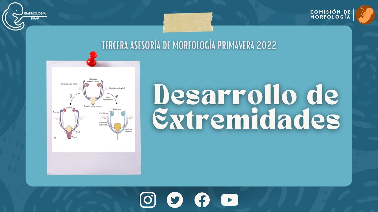 desarrollo de las extremidades embriologia